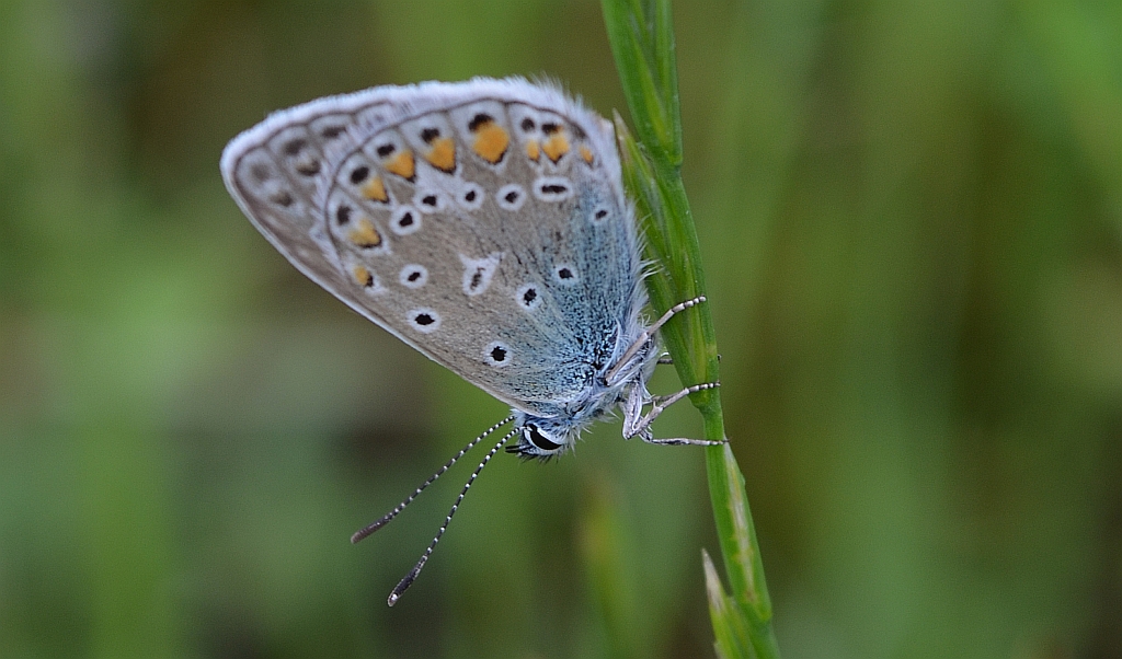 Modraszek ikar (mnogooczak ikar) (Polyommatus icarus)