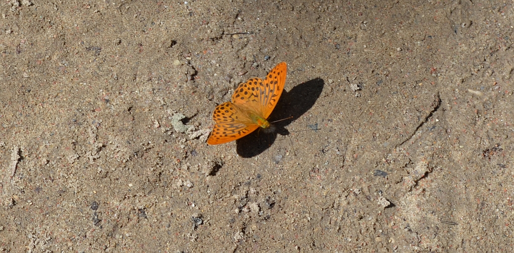 Perłowiec malinowiec, dostojka malinowiec (Argynnis paphia)