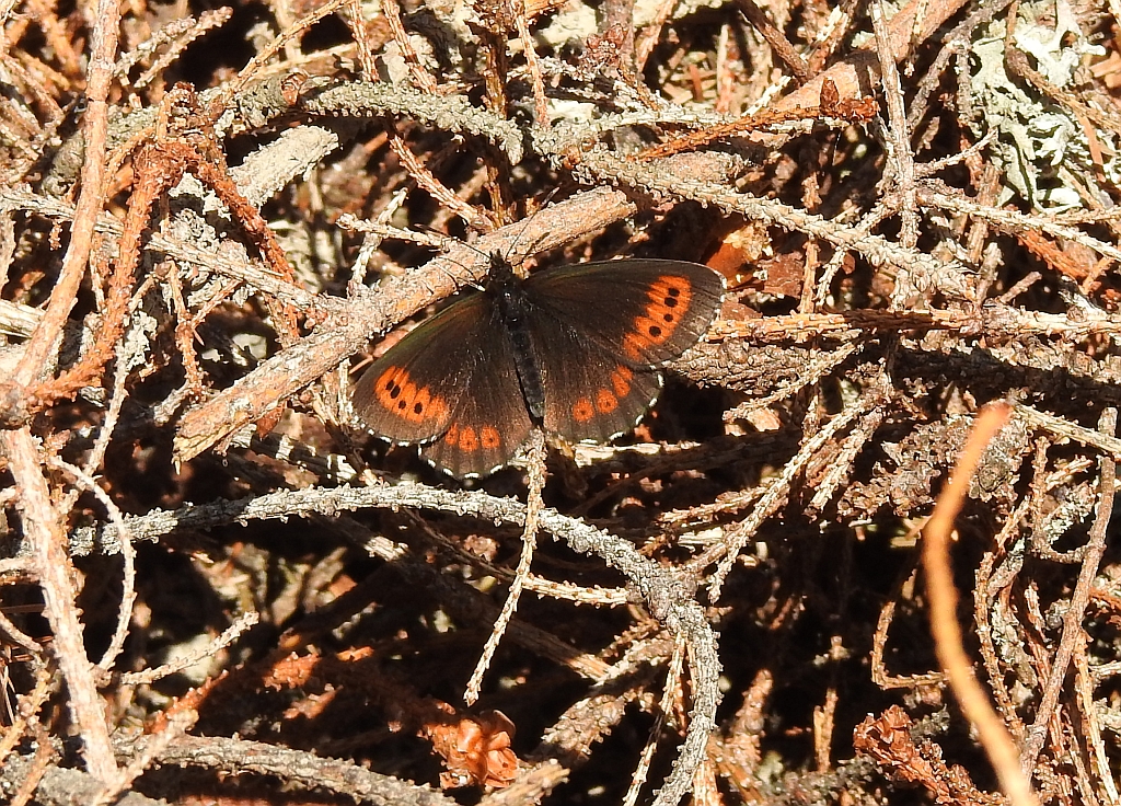 Górówka euriala (Erebia euryale)