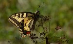 Paź królowej (Papilio machaon)