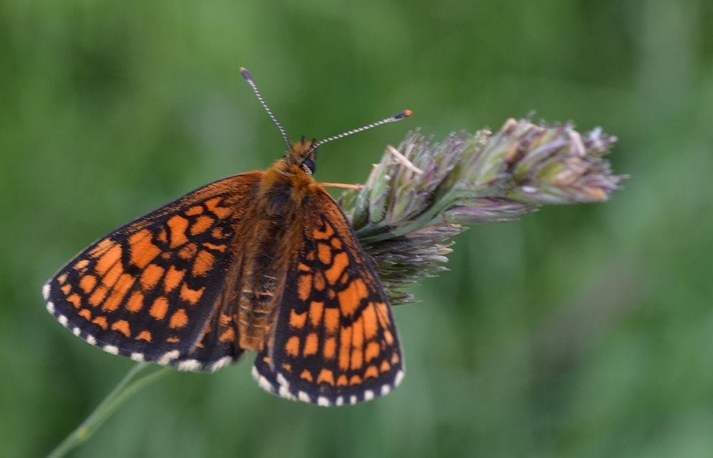 Przeplatka aurelia (Melitaea aurelia)