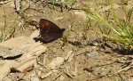 Górówka euriala (Erebia euryale)