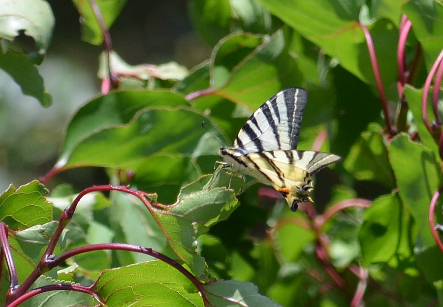 Paź żeglarz, witeź żeglarz, żeglarek (Iphiclides podalirius syn. Papilio podalirius)