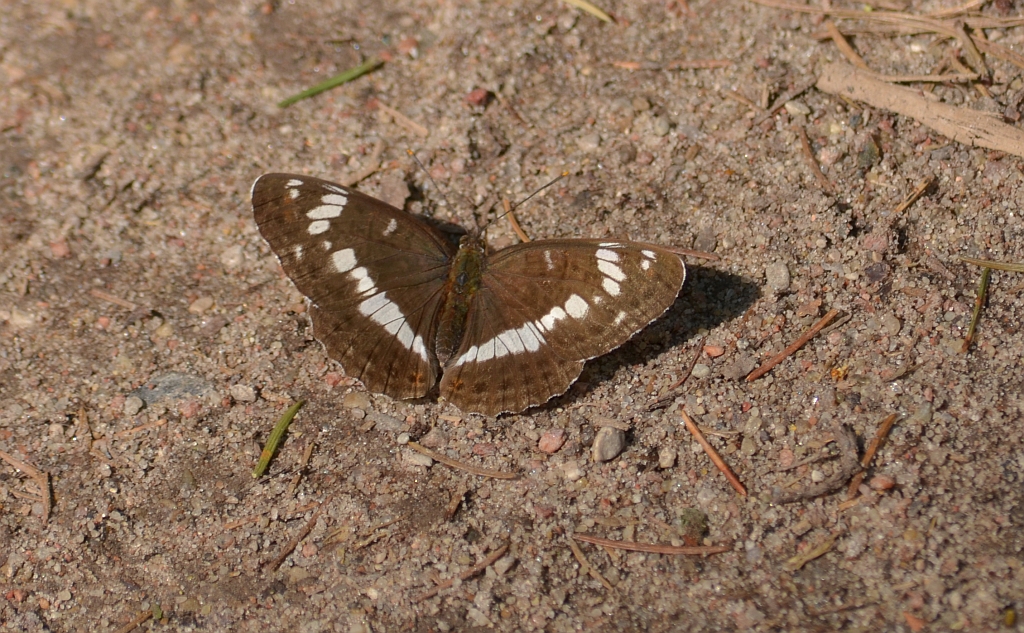 Pokłonnik kamilla, pokłonnik wróż (Limenitis camilla)