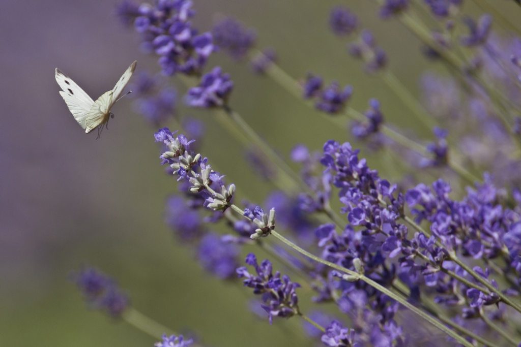 Bielinek kapustnik (Pieris brassicae)