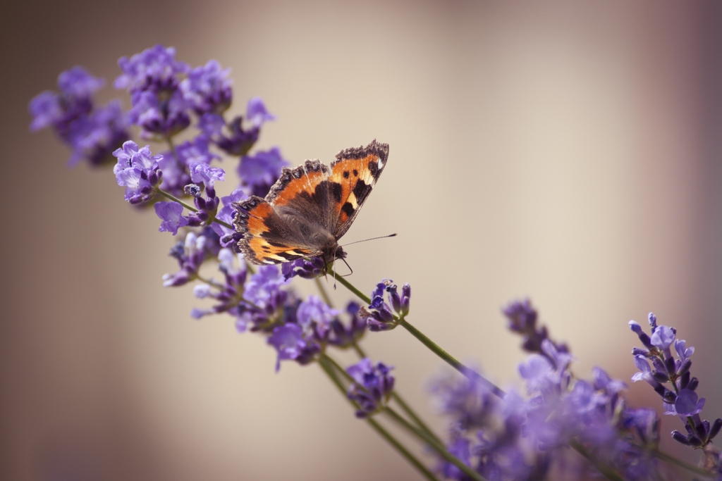 Rusałka pokrzywnik (Aglais urticae)