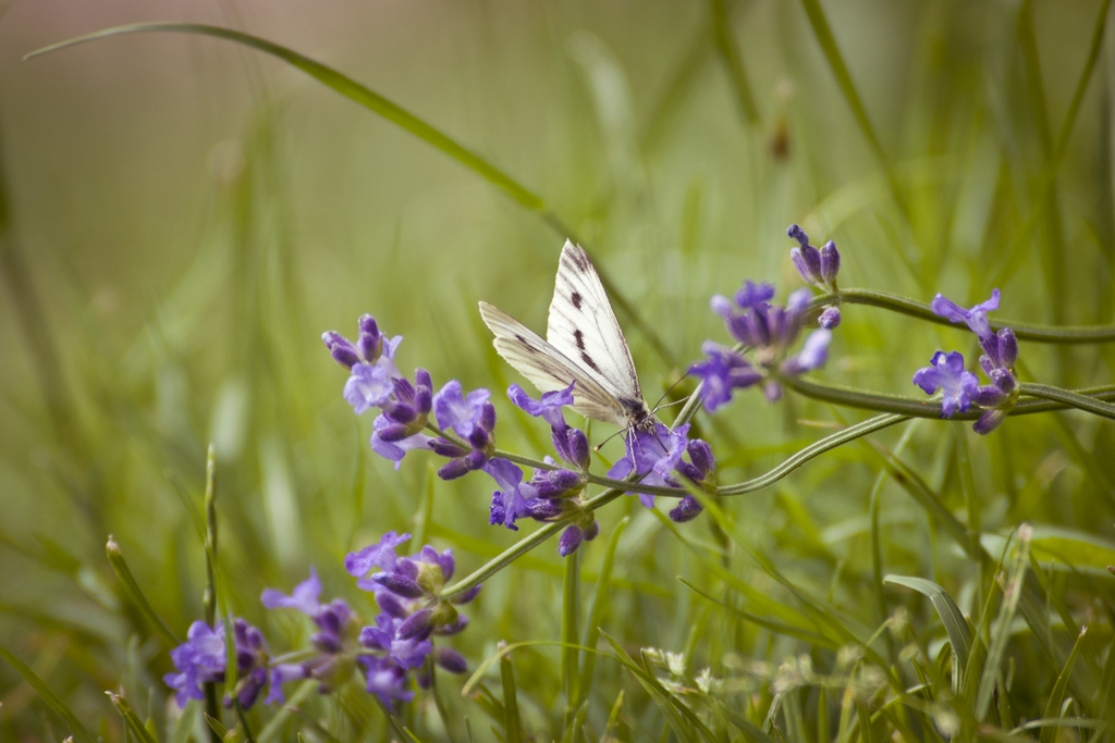 Bielinek kapustnik (Pieris brassicae)