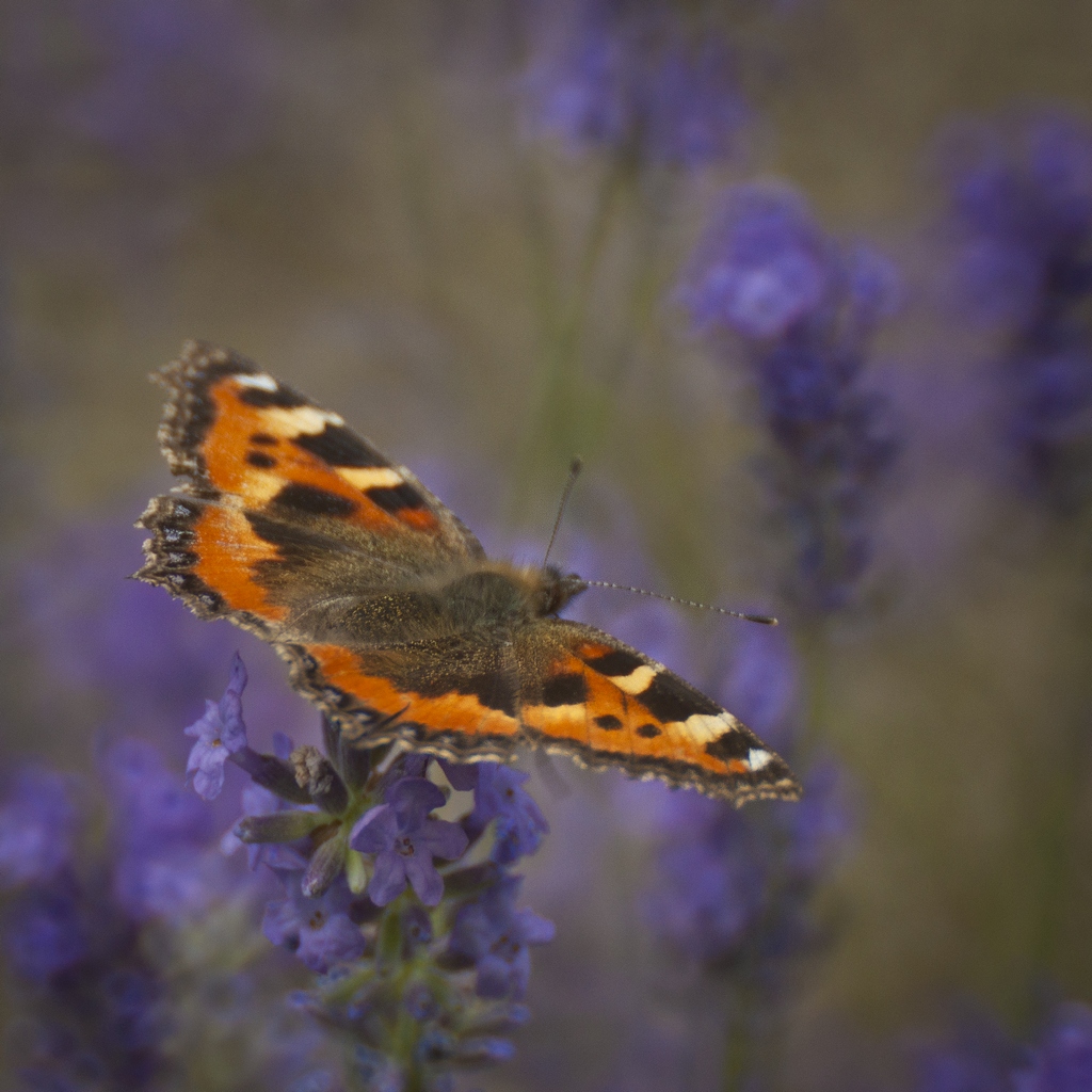 Rusałka pokrzywnik (Aglais urticae)
