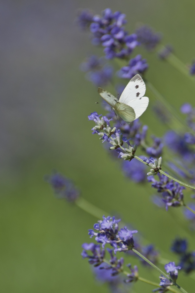 Bielinek kapustnik (Pieris brassicae)
