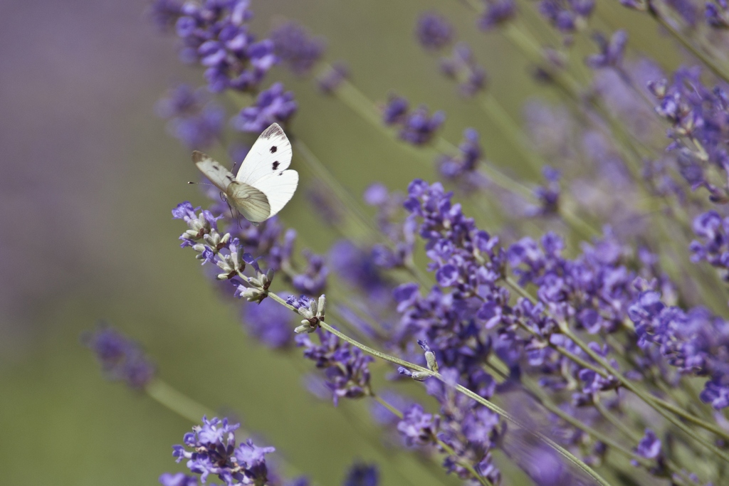 Bielinek kapustnik (Pieris brassicae)