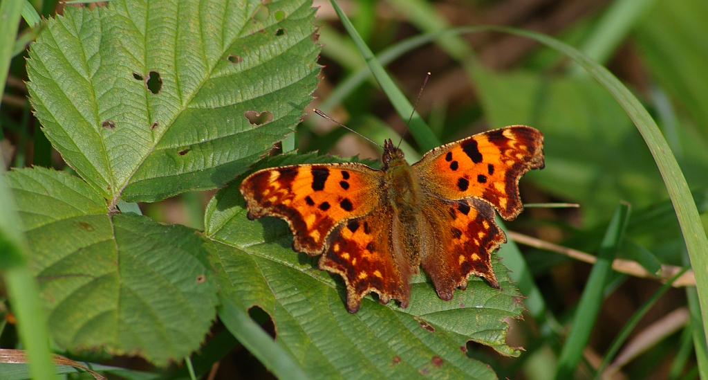 Rusałka ceik (Polygonia c-album)
