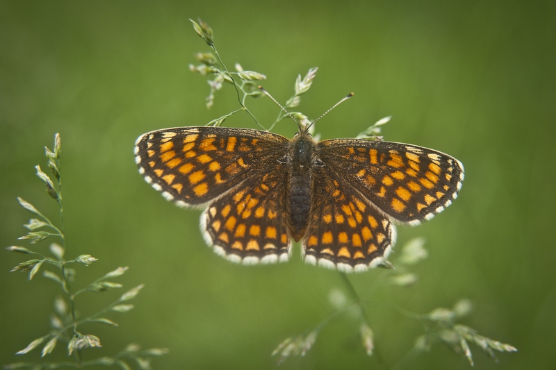 Przeplatka atalia (Melitaea athalia)