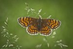 Przeplatka atalia (Melitaea athalia)