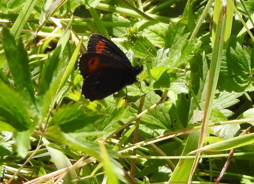 Górówka euriala (Erebia euryale)