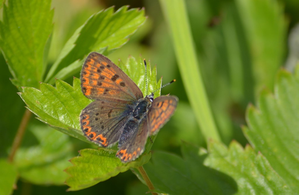 Czerwończyk uroczek (Lycaena tityrus, syn. Heodes tityrus)