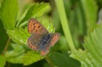 Czerwończyk uroczek (Lycaena tityrus, syn. Heodes tityrus)
