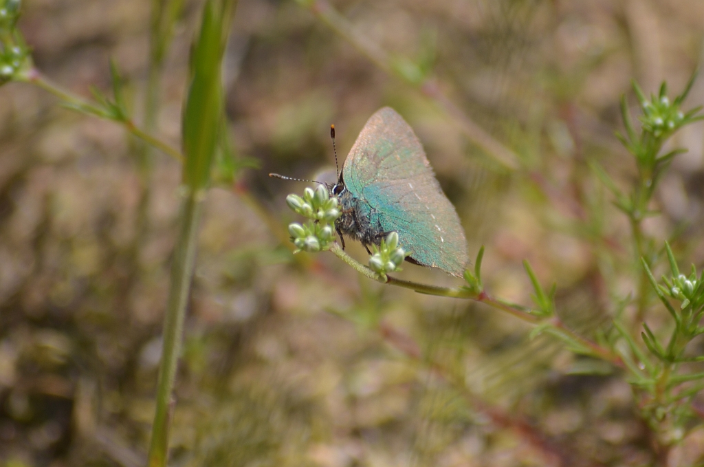 Zieleńczyk ostrężyniec (Callophrys rubi)
