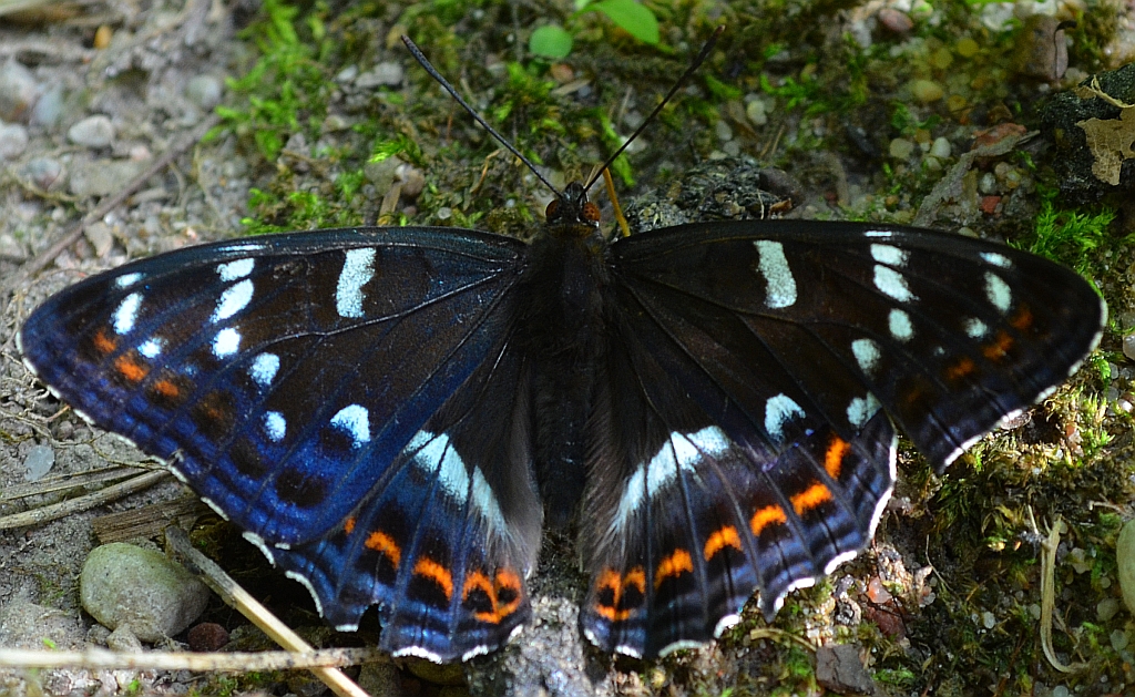 Pokłonnik osiniec (Limenitis populi)