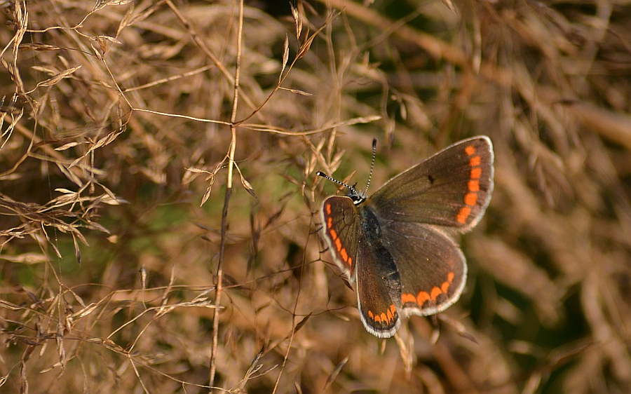 Modraszek agestis (Aricia agestis)