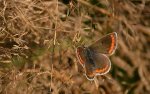 Modraszek agestis (Aricia agestis)