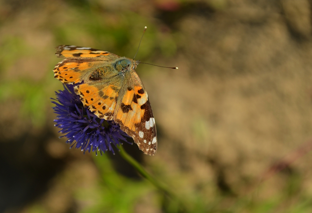 Rusałka osetnik (Vanessa cardui)