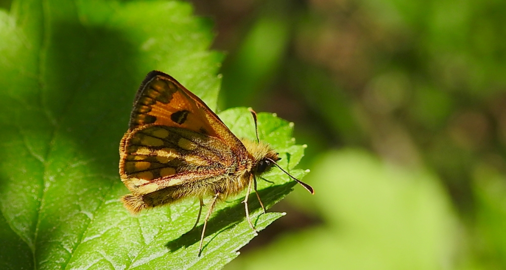 Kosternik leśniak (Carterocephalus silvicola)