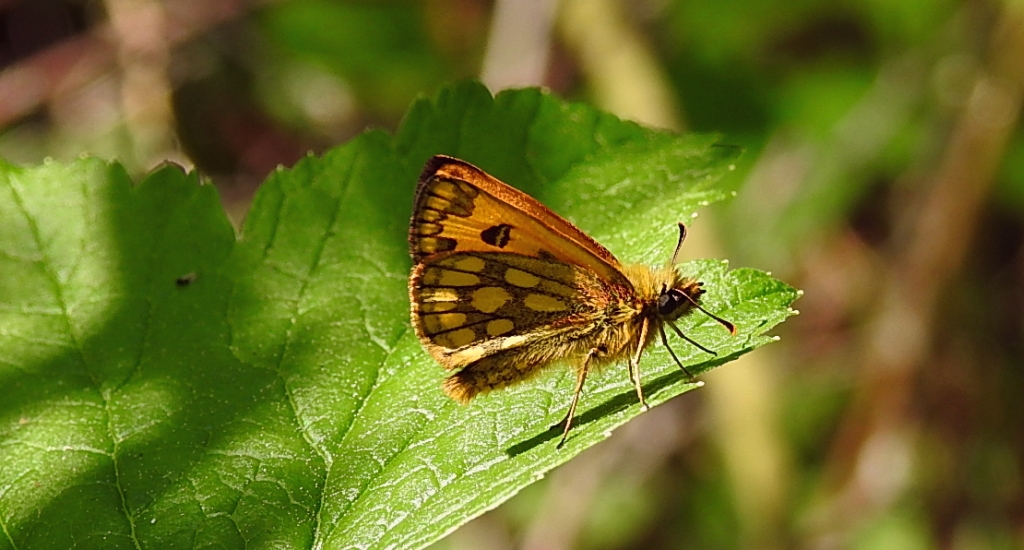 Kosternik leśniak (Carterocephalus silvicola)
