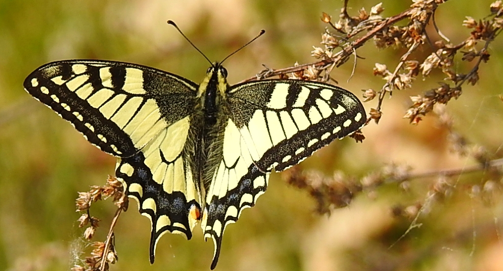 Paź królowej (Papilio machaon)
