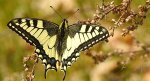 Paź królowej (Papilio machaon)