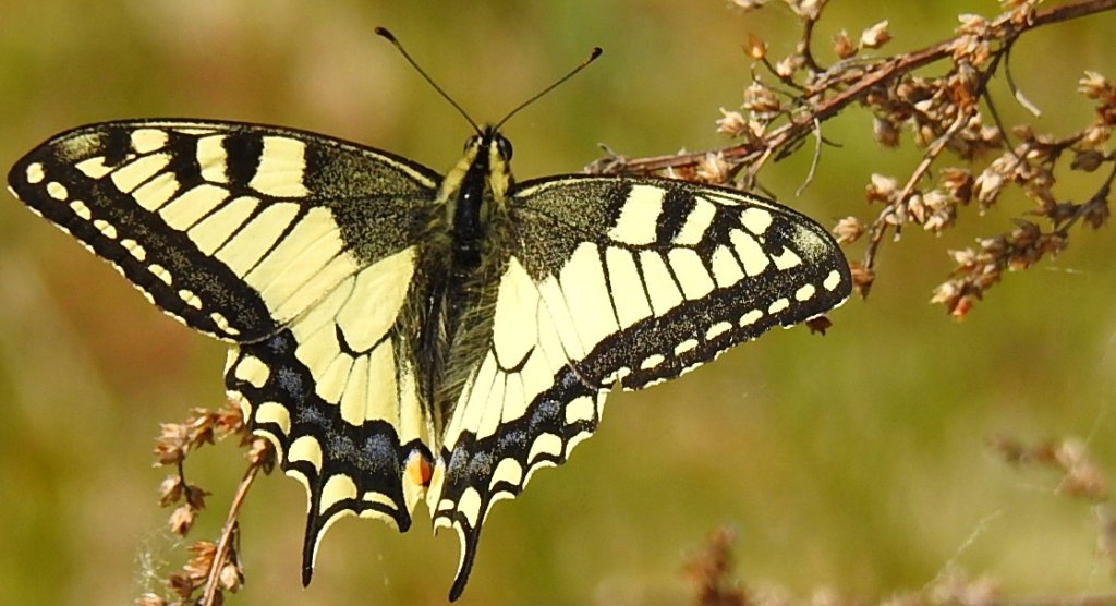 Paź królowej (Papilio machaon)