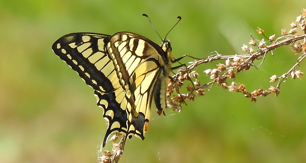 Paź królowej (Papilio machaon)