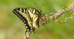 Paź królowej (Papilio machaon)