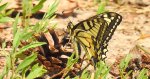 Paź królowej (Papilio machaon)