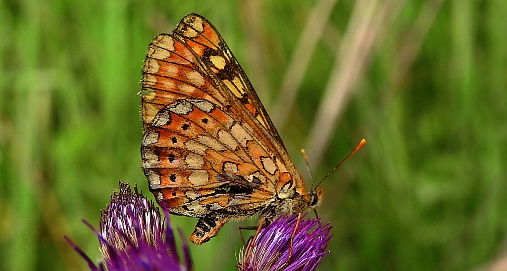 Przeplatka aurinia (Euphydryas aurinia)