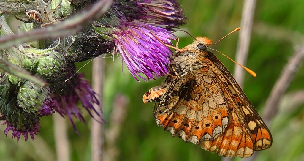 Przeplatka aurinia (Euphydryas aurinia)