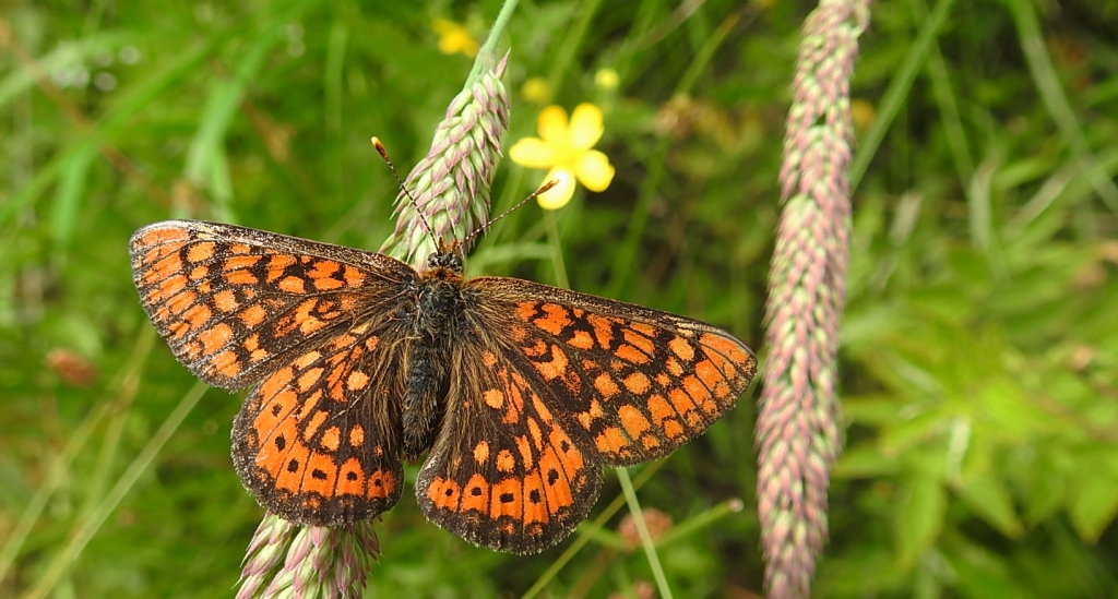 Przeplatka aurinia (Euphydryas aurinia)