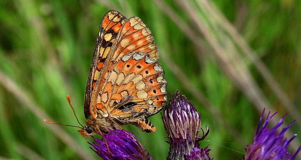 Przeplatka aurinia (Euphydryas aurinia)