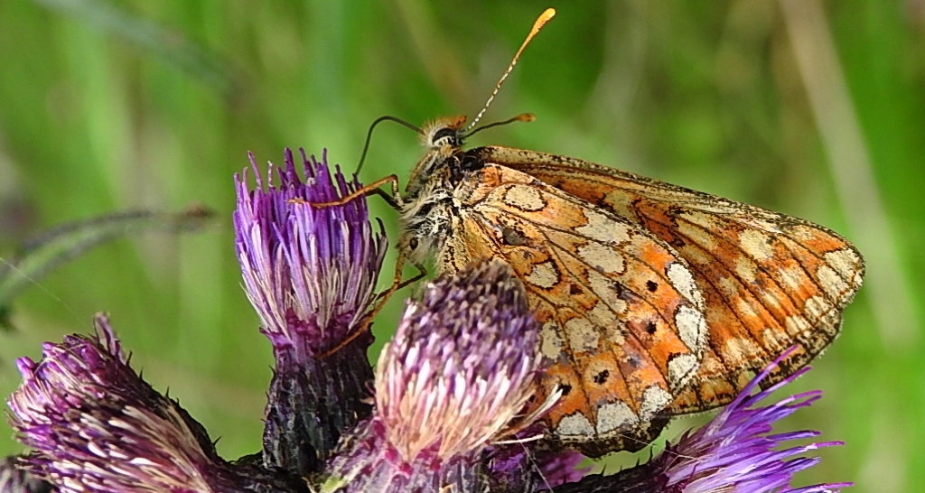 Przeplatka aurinia (Euphydryas aurinia)