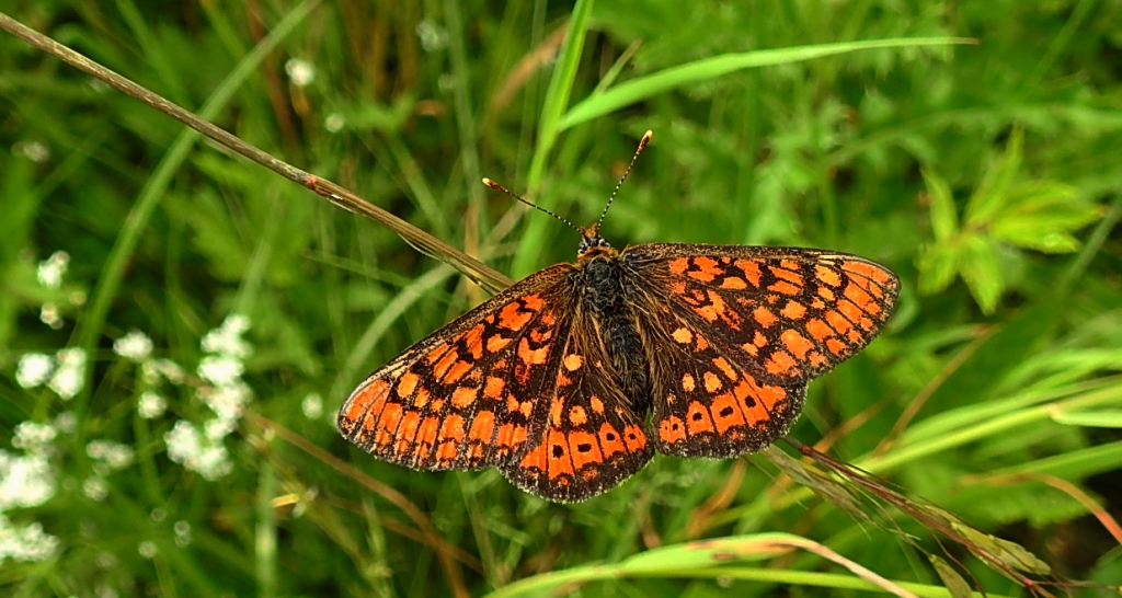 Przeplatka aurinia (Euphydryas aurinia)