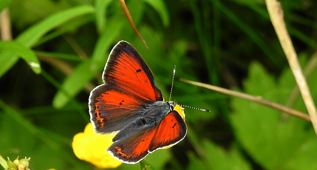 Czerwończyk płomieniec (Lycaena hippothoe)