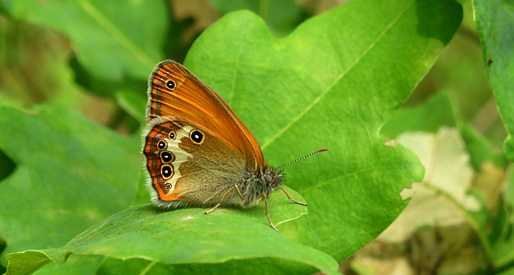 Strzępotek perełkowiec (Coenonympha arcania)