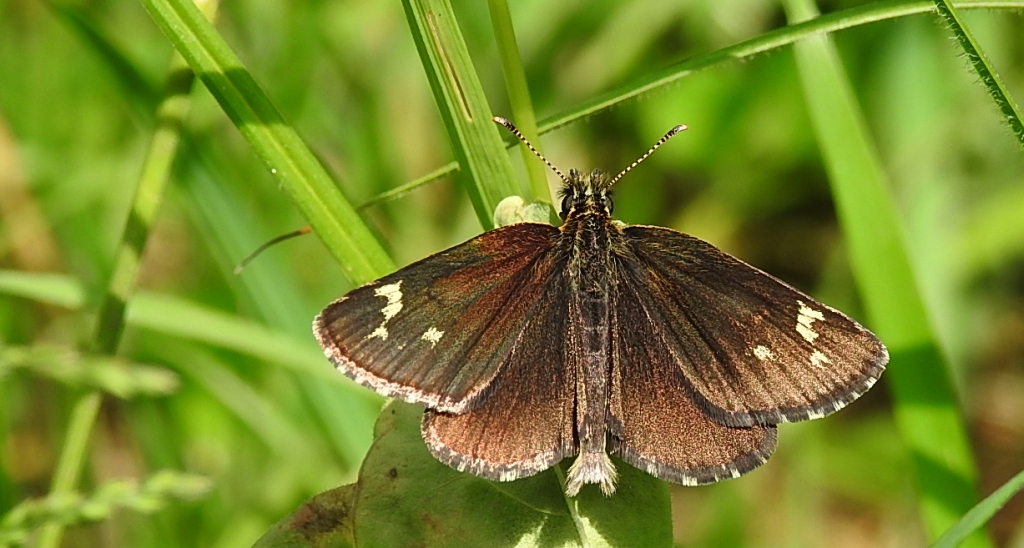 Rojnik morfeusz (Heteropterus morpheus)