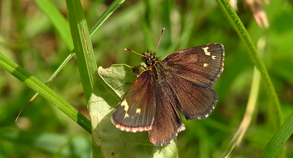 Rojnik morfeusz (Heteropterus morpheus)