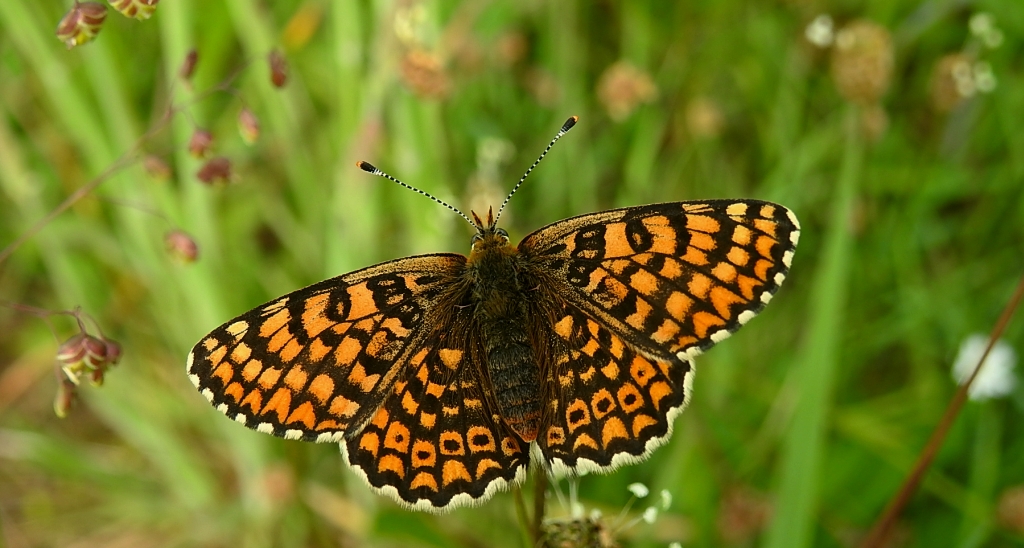 Przeplatka cinksia (Melitaea cinxia)