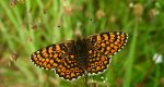 Przeplatka cinksia (Melitaea cinxia)