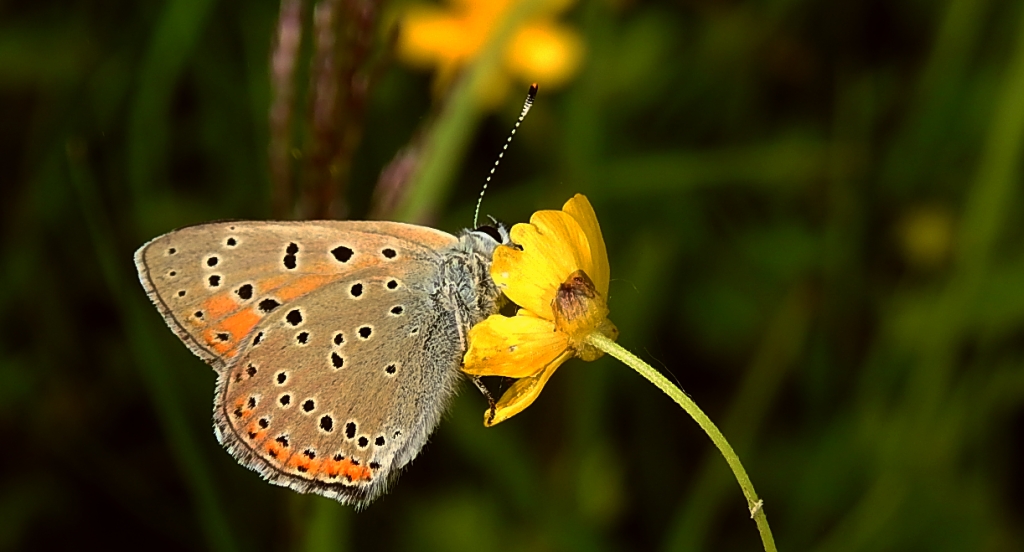 Czerwończyk płomieniec (Lycaena hippothoe)