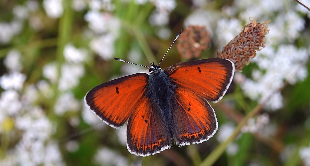 Czerwończyk płomieniec (Lycaena hippothoe)