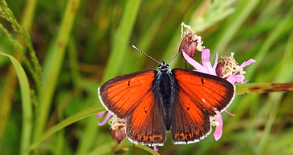 Czerwończyk płomieniec (Lycaena hippothoe)