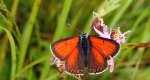 Czerwończyk płomieniec (Lycaena hippothoe)