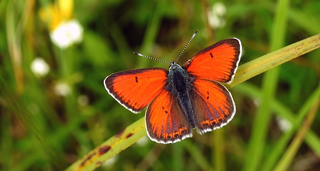 Czerwończyk płomieniec (Lycaena hippothoe)
